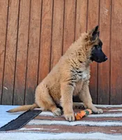 Laverne's 5M, a male Belgian Malinois for sale in Konawa, OK – Photo 8 of 10