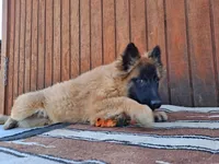 Laverne's 5M, a male Belgian Malinois for sale in Konawa, OK – Photo 5 of 10
