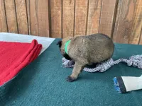 Sonja's Green Male, a male Dutch Shepherd for sale in Konawa, OK – 6 of 8