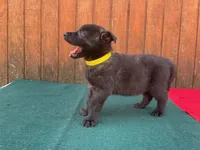 Robbie's Yellow Male, a male Dutch Shepherd for sale in Konawa, OK – Photo 2 of 7