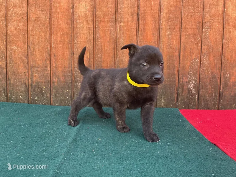 Robbie's Yellow Male – Dutch Shepherd puppy for sale in Konawa, OK