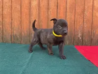 Robbie's Yellow Male, a male Dutch Shepherd for sale in Konawa, OK – Photo 1 of 7