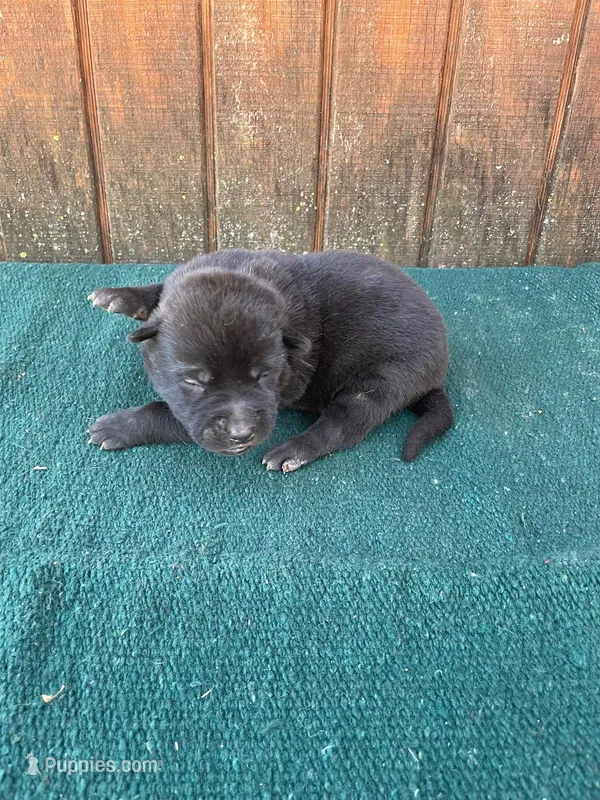 Robbie's Yellow Male – Dutch Shepherd puppy for sale in Konawa, OK
