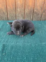 Robbie's Yellow Male, a male Dutch Shepherd for sale in Konawa, OK – Photo 1 of 9