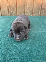 Robbie's Yellow Male, a male Dutch Shepherd for sale in Konawa, OK – Photo 6 of 9