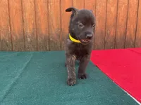 Robbie's Yellow Male, a male Dutch Shepherd for sale in Konawa, OK – Photo 4 of 7