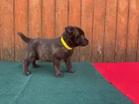 Robbie's Yellow Male, a male Dutch Shepherd for sale in Konawa, OK – Photo 5 of 7