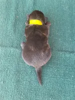 Robbie's Yellow Male, a male Dutch Shepherd for sale in Konawa, OK – Photo 4 of 9