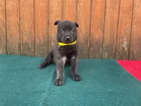 Robbie's Yellow Male, a male Dutch Shepherd for sale in Konawa, OK – Photo 3 of 7