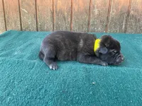 Robbie's Yellow Male, a male Dutch Shepherd for sale in Konawa, OK – Photo 2 of 9