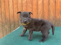 Robbie's Yellow Male, a male Dutch Shepherd for sale in Konawa, OK – Photo 6 of 7