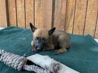 Jewel's Blue Male, a male Belgian Malinois for sale in Konawa, OK – 3 of 6