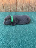Robbie's Green boy, a male Dutch Shepherd for sale in Konawa, OK – Photo 2 of 7