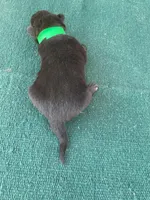 Robbie's Green boy, a male Dutch Shepherd for sale in Konawa, OK – Photo 3 of 7