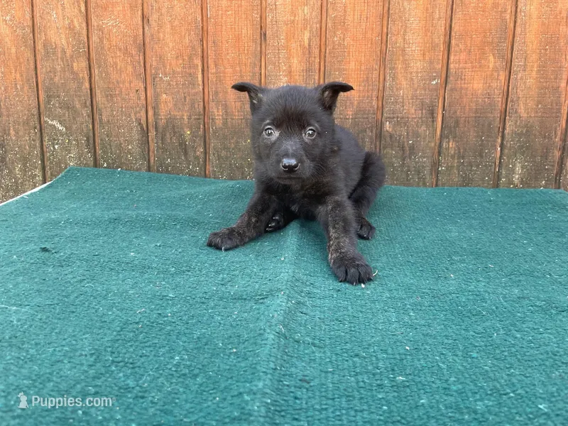 Robbie's Green boy – Dutch Shepherd puppy for sale in Konawa, OK