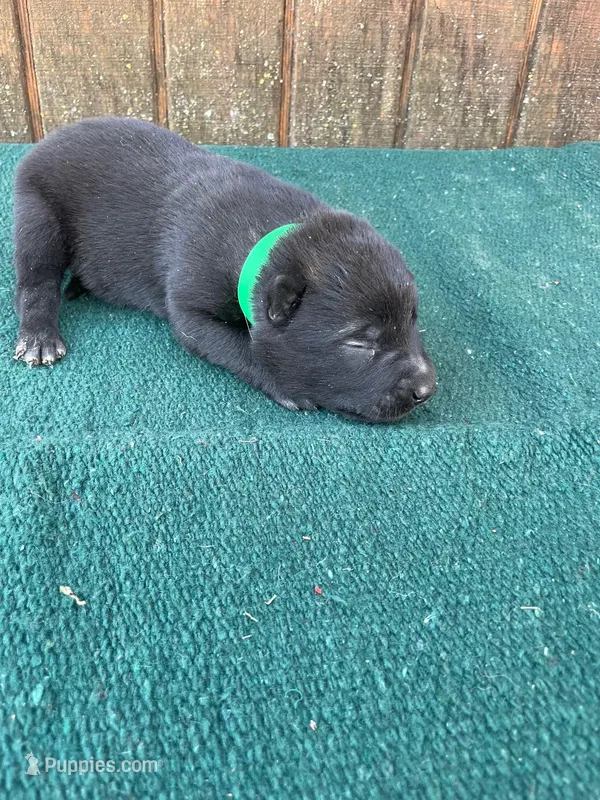 Robbie's Green boy – Dutch Shepherd puppy for sale in Konawa, OK