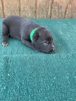 Robbie's Green boy, a male Dutch Shepherd for sale in Konawa, OK – Photo 1 of 7