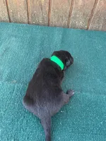 Robbie's Green boy, a male Dutch Shepherd for sale in Konawa, OK – Photo 5 of 7