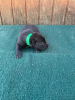 Robbie's Green boy, a male Dutch Shepherd for sale in Konawa, OK – Photo 4 of 7