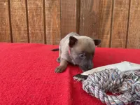Jewels' Red Female, a female Belgian Malinois for sale in Konawa, OK – 5 of 6