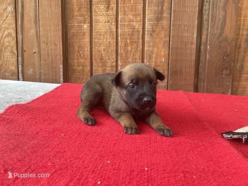 Jewels' Orange female – Belgian Malinois puppy for sale in Konawa, OK