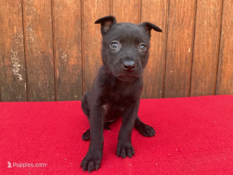 Robie's Red Female – Dutch Shepherd puppy for sale in Konawa, OK