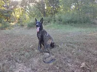 Robie's Red Female, a female Dutch Shepherd for sale in Konawa, OK – Photo 9 of 10