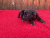 Robie's Red Female, a female Dutch Shepherd for sale in Konawa, OK – Photo 2 of 10