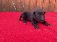 Robie's Red Female, a female Dutch Shepherd for sale in Konawa, OK – Photo 3 of 10