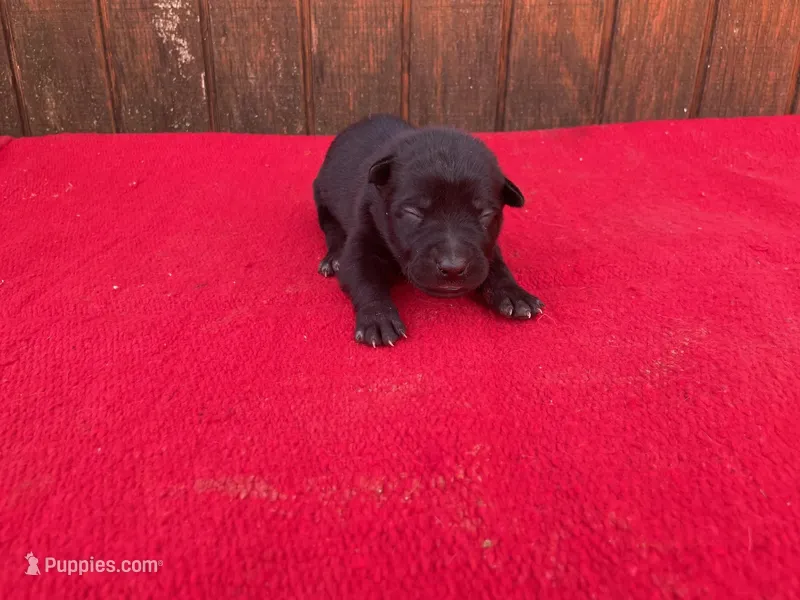 Robie's Red Female – Dutch Shepherd puppy for sale in Konawa, OK