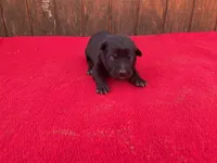 Robie's Red Female, a female Dutch Shepherd for sale in Konawa, OK – Photo 1 of 10