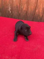 Robie's Red Female, a female Dutch Shepherd for sale in Konawa, OK – Photo 6 of 10