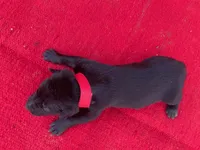 Robie's Red Female, a female Dutch Shepherd for sale in Konawa, OK – Photo 7 of 10