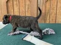 Sonja's Red Male, a female Dutch Shepherd for sale in Konawa, OK – 3 of 8