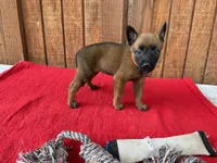 Jewels' Orange female, a female Belgian Malinois for sale in Konawa, OK – 2 of 8