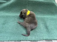 Sonja's Yellow Male, a male Dutch Shepherd for sale in Konawa, OK – 4 of 8