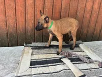 Jewels' Green Female , a female Belgian Malinois for sale in Konawa, OK – 2 of 8