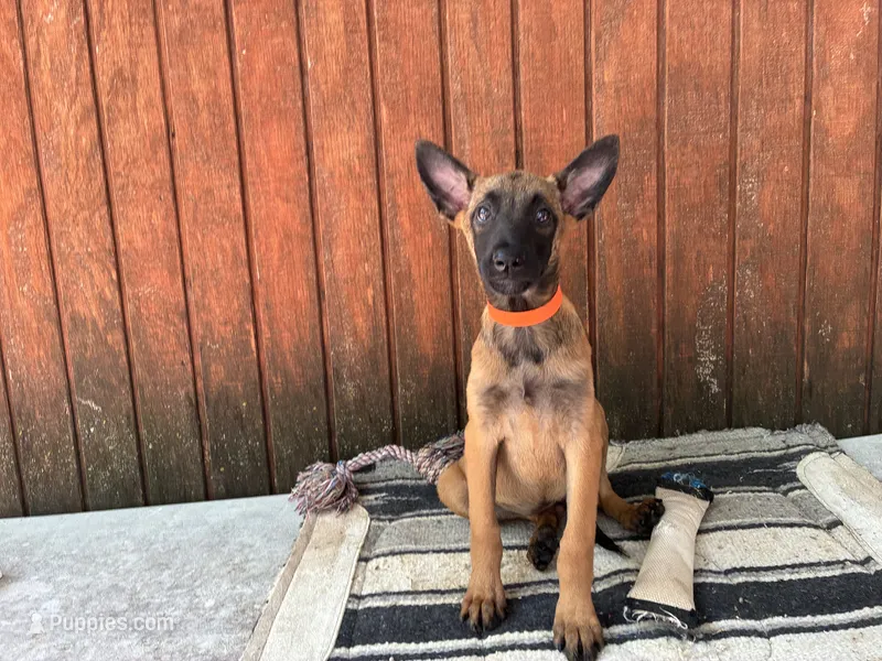 Jewels' Orange female – Belgian Malinois puppy for sale in Konawa, OK