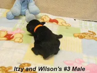 Itzy's #3 Male, a male Schnoodle for sale in Konawa, OK – Photo 7 of 9