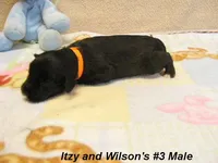 Itzy's #3 Male, a male Schnoodle for sale in Konawa, OK – Photo 9 of 9