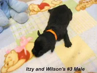 Itzy's #3 Male, a male Schnoodle for sale in Konawa, OK – Photo 6 of 9