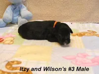 Itzy's #3 Male, a male Schnoodle for sale in Konawa, OK – Photo 2 of 9