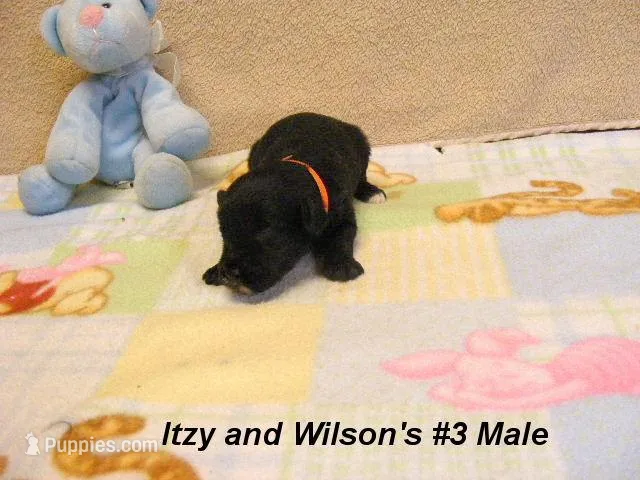 Itzy's #3 Male