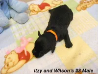 Itzy's #3 Male, a male Schnoodle for sale in Konawa, OK – Photo 5 of 9