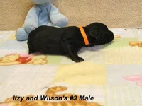 Itzy's #3 Male, a male Schnoodle for sale in Konawa, OK – Photo 8 of 9