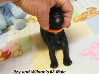 Itzy's #3 Male, a male Schnoodle for sale in Konawa, OK – Photo 4 of 9