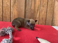 Jewels' Blue Female, a female Belgian Malinois for sale in Konawa, OK – 2 of 6