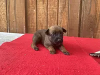 Jewels' Orange female, a female Belgian Malinois for sale in Konawa, OK – 6 of 9