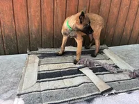 Jewels' Green Female , a female Belgian Malinois for sale in Konawa, OK – 4 of 8