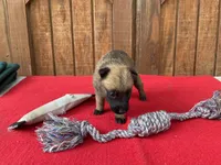 Sonja's Pink Girl, a female Dutch Shepherd for sale in Konawa, OK – 6 of 10